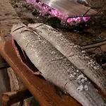 Godimento 3* Čilipi
